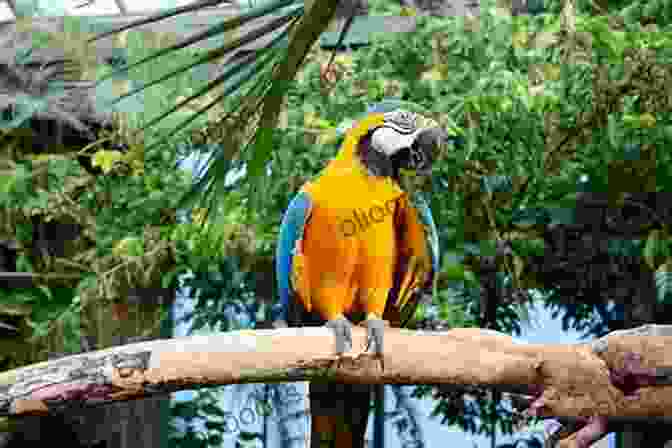 A Beautiful Parrot Perched On A Branch Parrots For Dummies Nikki Moustaki