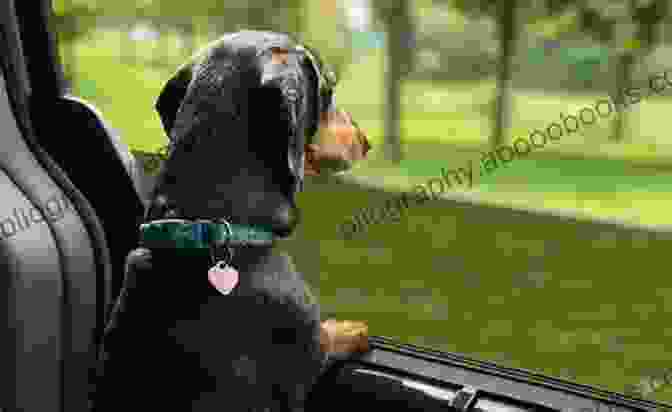 A Brown Dog Sitting In A Car, Looking Out The Window The Art Of Racing In The Rain: A Novel