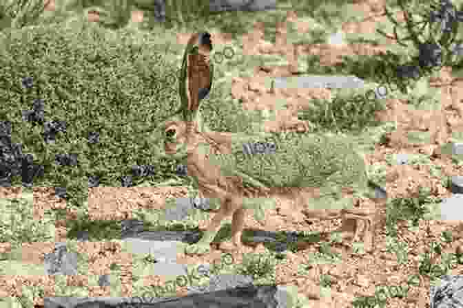 A Curious Black Tailed Jackrabbit Hops Through The Volcanic Terrain Of Craters Of The Moon National Monument Craters Of The Moon: Craters Of The Moon National Monument