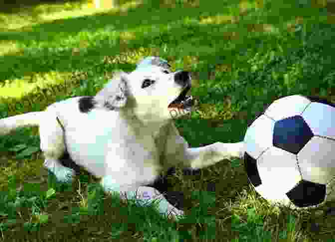 A Dog Playing With A Ball Raising A Healthy And Sturdy Dog: Guide For Long And Sound Life For Your Adored Pet