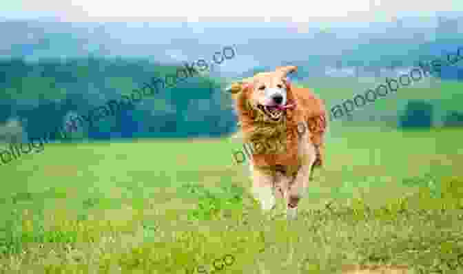 A Dog Running Through A Field, Showcasing The Necessity Of Regular Exercise. Caretaker S Responsibilities Of Handling Dog: The Fundamental Consideration Tips That Each Canine Owner Should Learn