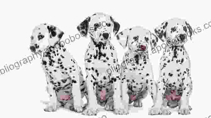 A Family Playing With A Group Of Dalmatian Dogs Bespotted: My Family S Love Affair With Thirty Eight Dalmatians