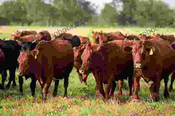 A Herd Of Dairy Cows Grazing In A Pasture MY PROVEN STRATEGIES TO INCREASE MILK PRODUCTION IN DAIRY COWS (Farm Management)