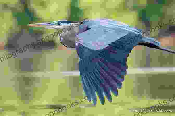 A Majestic Great Blue Heron Soars Through The Sky, Its Wings Outstretched And Elegant. Flight Of The Great Blue Heron