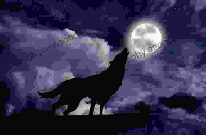 A Majestic Wolf Howls At The Full Moon, Its Piercing Gaze Holding Secrets From A Forgotten Past Wild Wolf Claiming: A Howls Romance