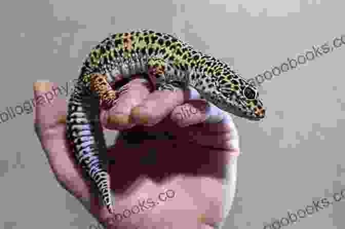 A Person Gently Holding A Leopard Gecko. LEOPARD GECKO FOR BEGINNERS: The Complete Guide To Caring Health Diet Breeding Habitat And Tips On How To Raise Healthy Leopard Gecko As Pets