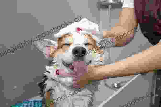 A Person Grooming A Dog, Highlighting The Importance Of Regular Maintenance. Caretaker S Responsibilities Of Handling Dog: The Fundamental Consideration Tips That Each Canine Owner Should Learn