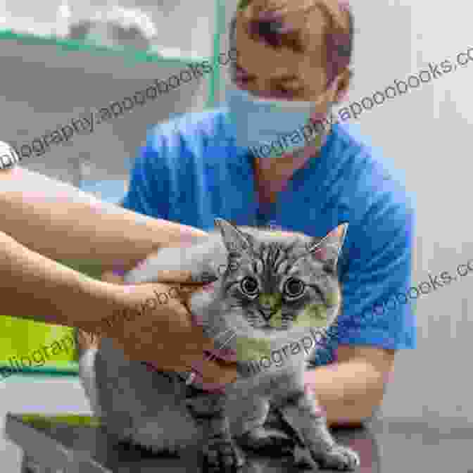 A Photo Of A Veterinarian Examining A Cat Urban Tigers Tales Of A Cat Vet