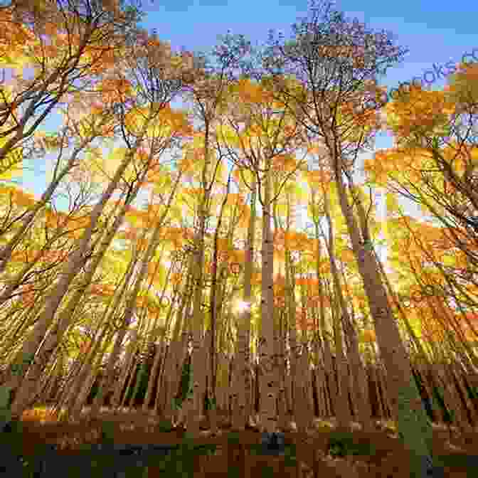 A Photograph Of Golden Aspen Leaves Trembling In The Wind Dead Burying The Dead Under A Quaking Aspen