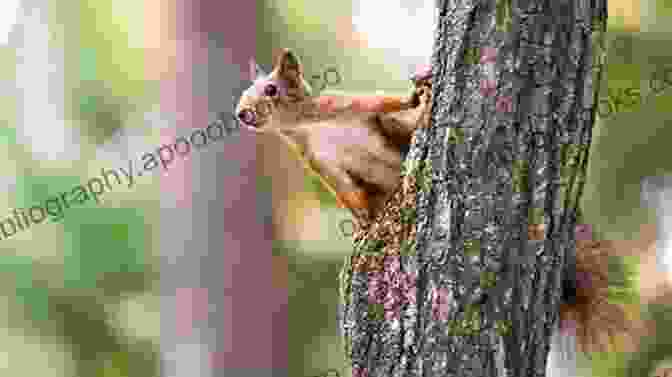 A Playful Squirrel Leaping From Branch To Branch In The Forest. The Original Bambi: The Story Of A Life In The Forest