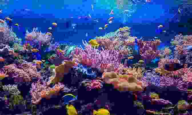 A Stunning Underwater Panorama Of A Coral Reef, Showcasing The Vibrant Colors And Diverse Marine Life That Inhabit These Underwater Ecosystems. The Red Sea Ecosystem And Fisheries (Coral Reefs Of The World 7)