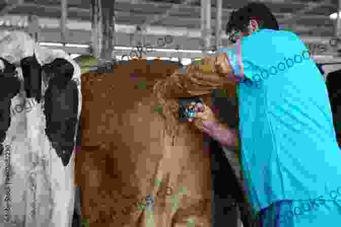 A Veterinarian Inseminating A Dairy Cow ARTIFICIAL INSEMINATION AND FERTILITY IN DAIRY COWS (Farm Management)