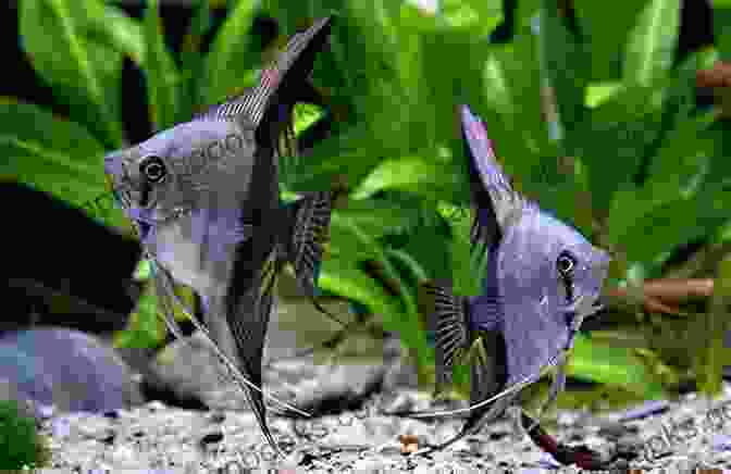 A Vibrant Pair Of Angelfish Displaying Their Graceful Fins And Captivating Coloration. Breeding Raising Angelfishes Ed Stansbury