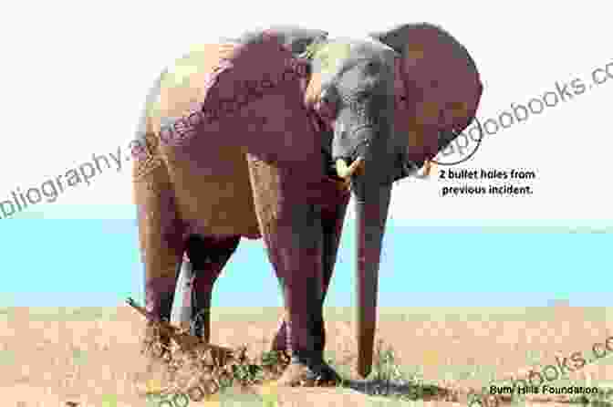 An Elephant Standing In A Field, With A Bullet Wound On Its Head. Shooting An Elephant: An Essay