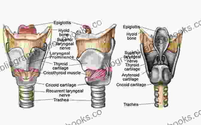 Anatomical Illustration Of The Larynx And Vocal Folds Free To Speak II: Successful Long Term Management Of Spasmodic Dysphonia