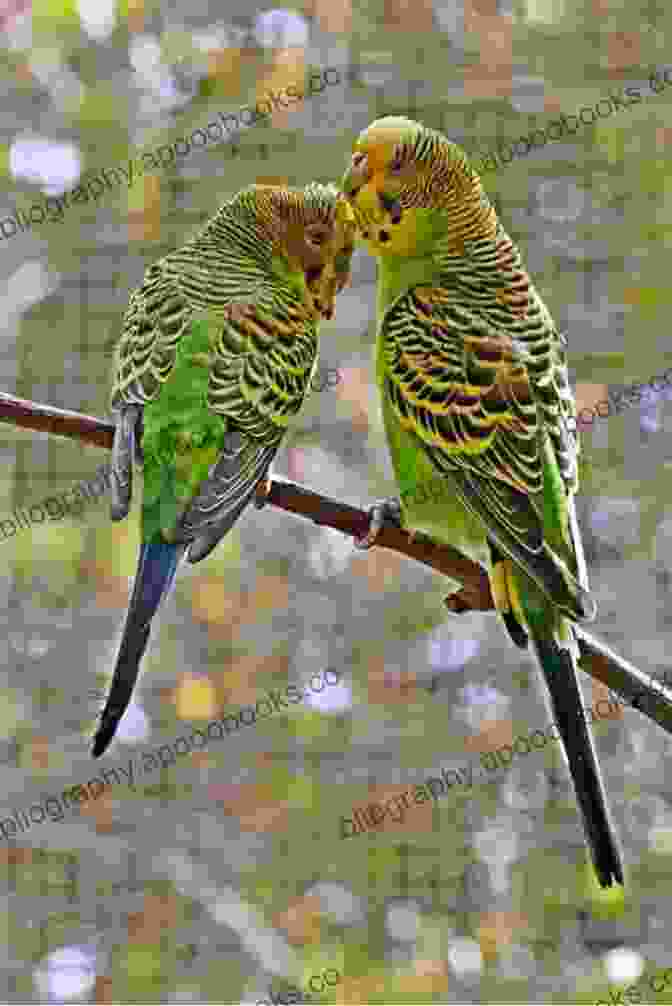 Carolina Parakeet Cuddling With Its Owner CAROLINA PARAKEET CARE: Carolina Parakeet An Affectionate Happy And Low Maintenance Pet And How To Care For Them