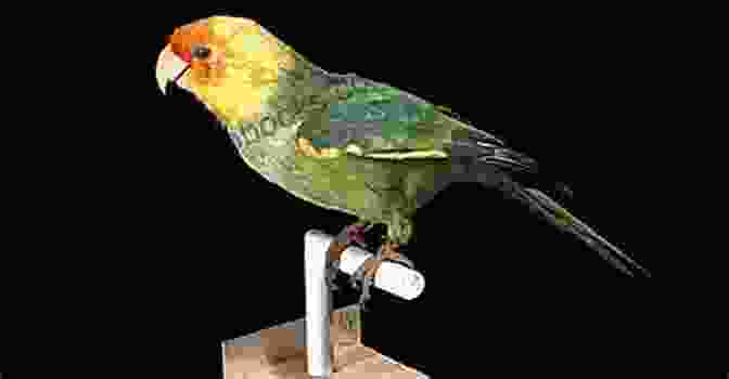 Carolina Parakeet Feeding CAROLINA PARAKEET CARE: Carolina Parakeet An Affectionate Happy And Low Maintenance Pet And How To Care For Them