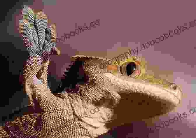 Close Up Of A Crested Gecko's Head, Showcasing Its Distinctive Crest And Large Eyes. Crested Gecko (Pet Expert 1)