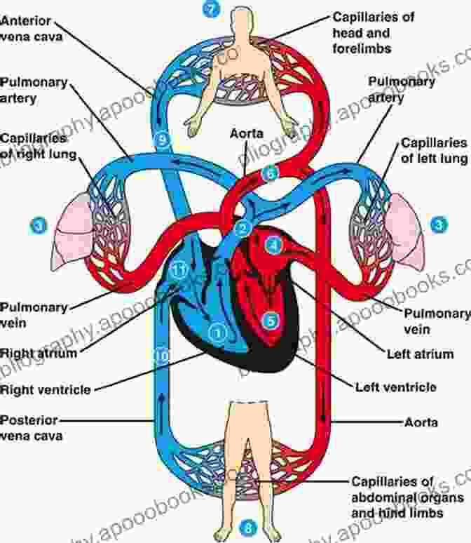 Diagram Of The Cardiovascular System Tricuspid Valve Disease: A Comprehensive Guide To Evaluation And Management (Contemporary Cardiology)