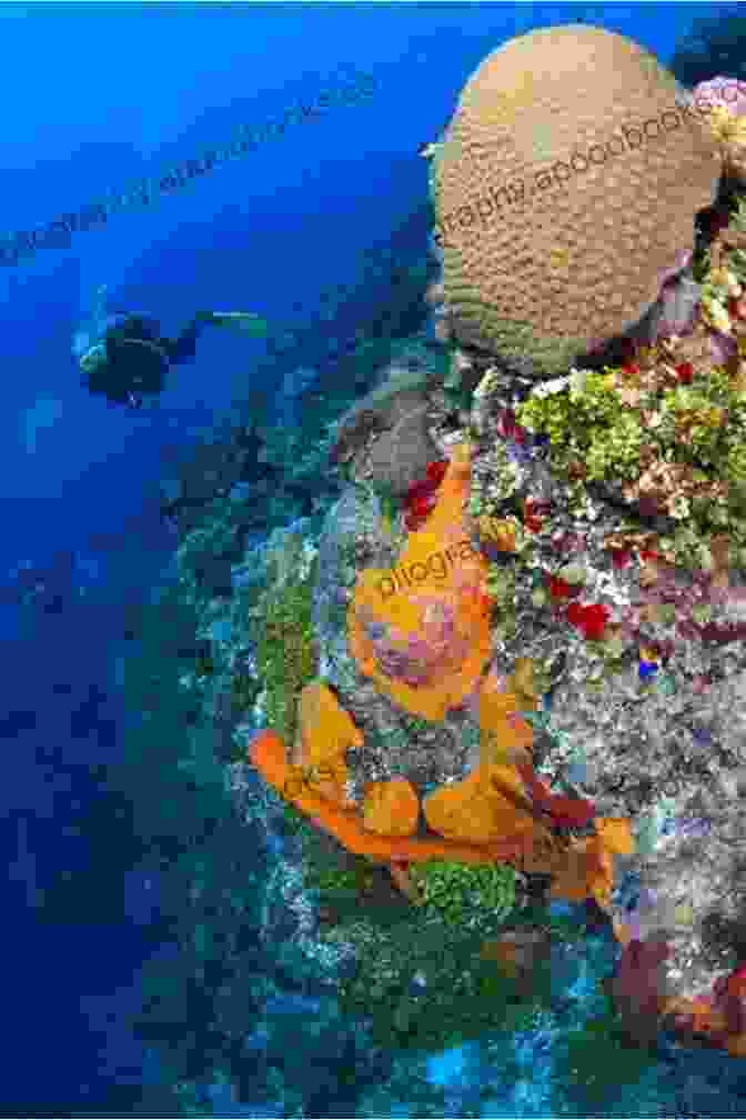 Down The Cayman Wall Book Cover Featuring A Diver Descending Into The Depths Down The Cayman Wall Roan Parrish