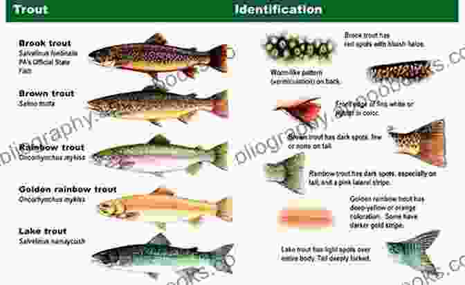 Essential Guide To Trout Fishes ESSENTIAL GUIDE TO TROUT FISHES: All You Need To Know About Trout Species In Rivers And Streams