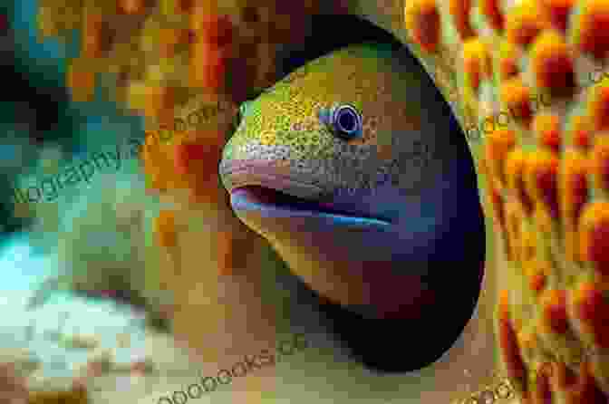 Green Moray Eel Peeking Out Of A Coral Reef Down The Cayman Wall Roan Parrish