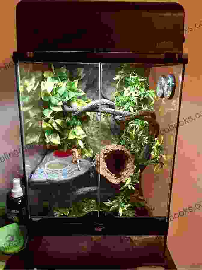 Image Of A Crested Gecko Enclosure, Complete With Live Plants, A Water Dish, And Ample Hiding Places. Crested Gecko (Pet Expert 1)