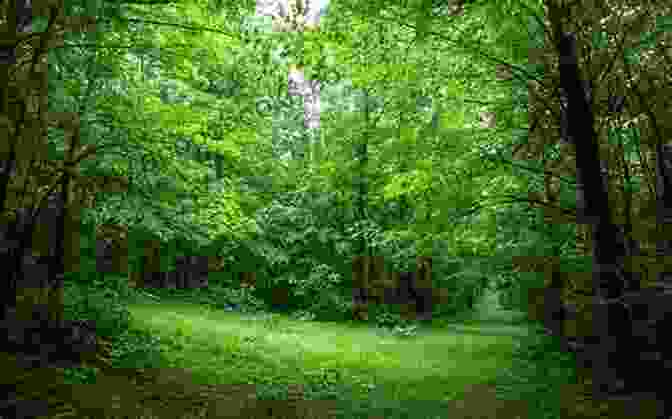 Image Of A Lush Green Forest, Offering A Sanctuary Of Peace And Tranquility River Flow: New Selected Poems