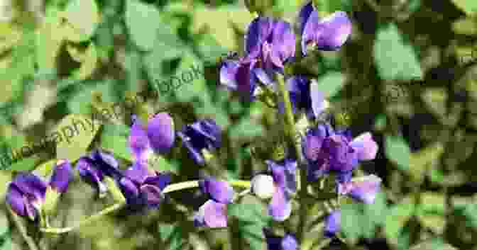 Indigo Plant And Dye, A Color Steeped In History Of Indigo And Saffron: New And Selected Poems