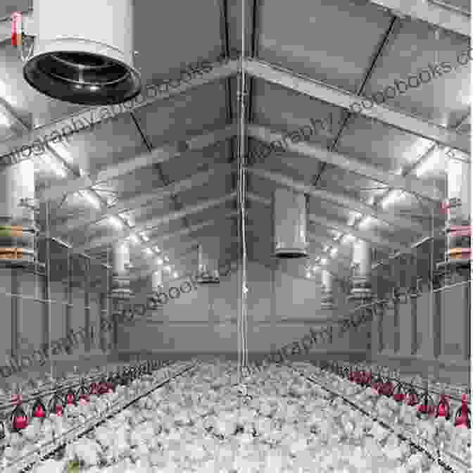 Interior Of A Well Equipped Poultry House LAYERS FARMING: The Complete Guide To Raising Poultry For Egg Production (Farm Management)