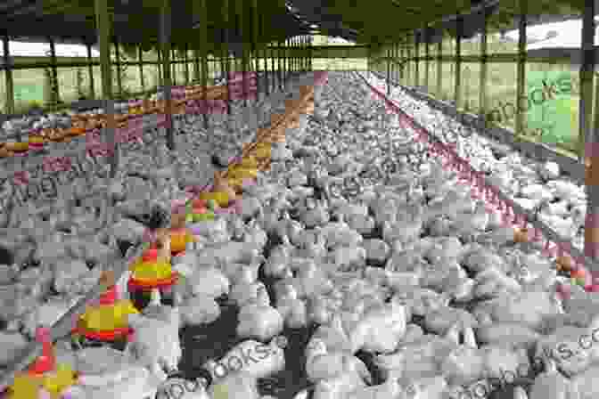 Large Scale Poultry Farm With Rows Of Laying Hens LAYERS FARMING: The Complete Guide To Raising Poultry For Egg Production (Farm Management)