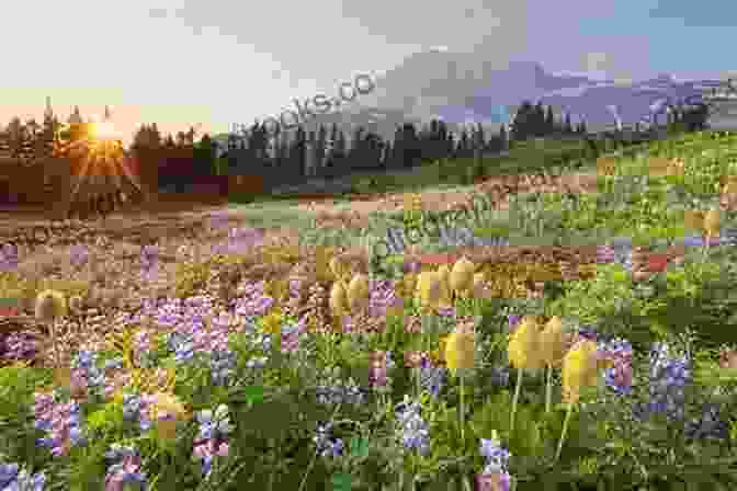 Majestic Photograph Of Mount Rainier Towering Over A Field Of Wildflowers 100 Hikes/Travel Guide: Northwest Oregon Southwest Washington (Oregon Guidebooks)