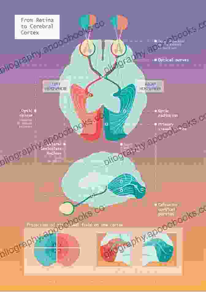 Neuroanatomy Of The Visual System Manual Of Neuro Ophthalmology Deborah Brown