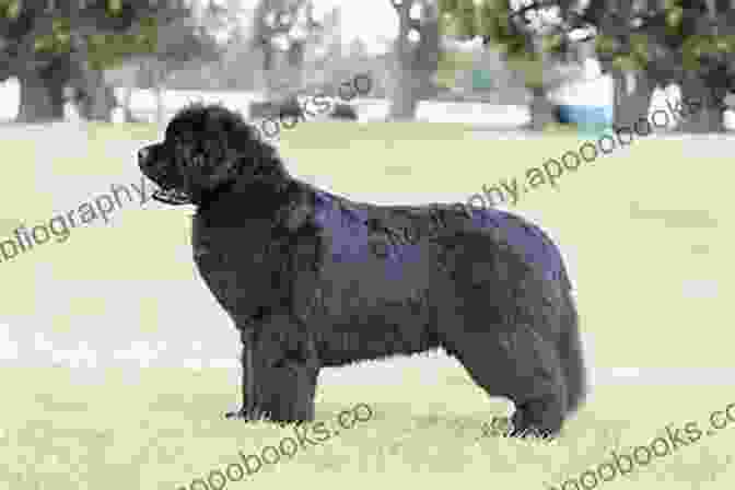 Newfoundland Dogs Standing In A Line, Ready To Go On A Rescue Mission Newfies To The Rescue: Tales Of The Newfoundland Dog