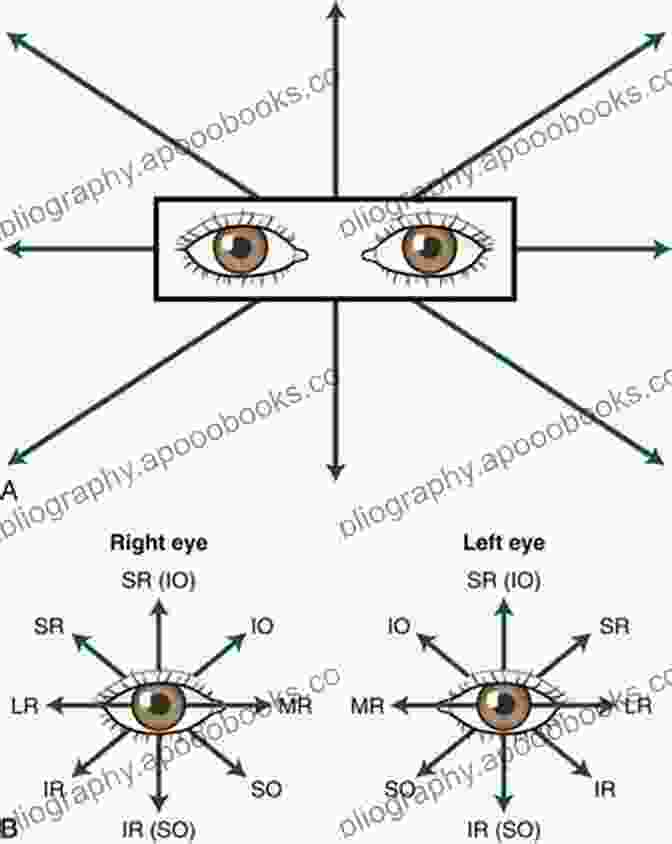 Ocular Motor System Manual Of Neuro Ophthalmology Deborah Brown