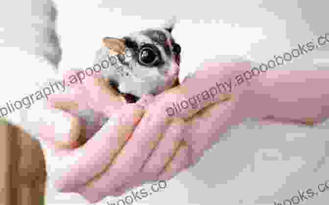 Owner Bonding With Their Sugar Glider Everything About Sugar Gliders: How To Care For Sugar Gliders Where To Buy Or Adopt A Sugar Glider