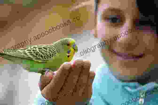 Parakeet Owner Interacting With Their Pet Quick Easy Parakeet Care Nikki Moustaki