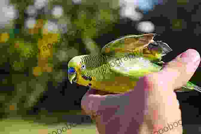 Parakeet Performing A Trained Trick Quick Easy Parakeet Care Nikki Moustaki