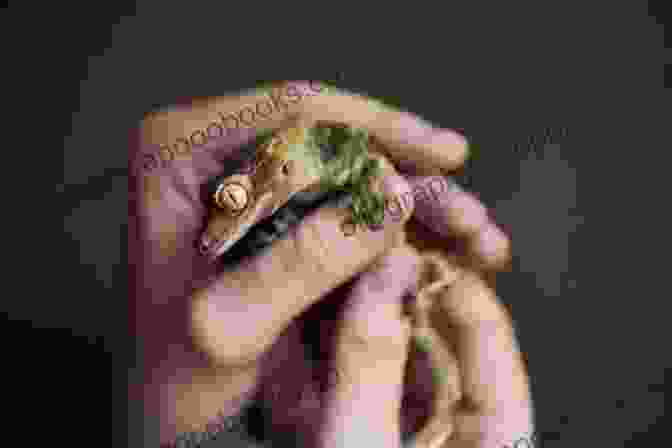 Person Holding A Crested Gecko Gently. Crested Gecko (Pet Expert 1)