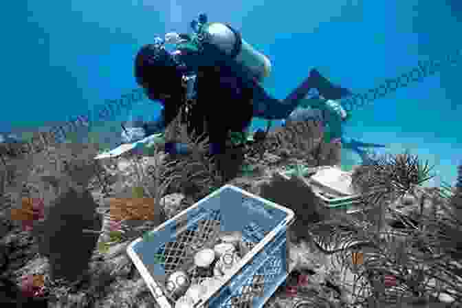 Scientists And Divers Working Together To Monitor And Protect A Coral Reef, Emphasizing The Importance Of Conservation Efforts For Preserving These Underwater Ecosystems. The Red Sea Ecosystem And Fisheries (Coral Reefs Of The World 7)