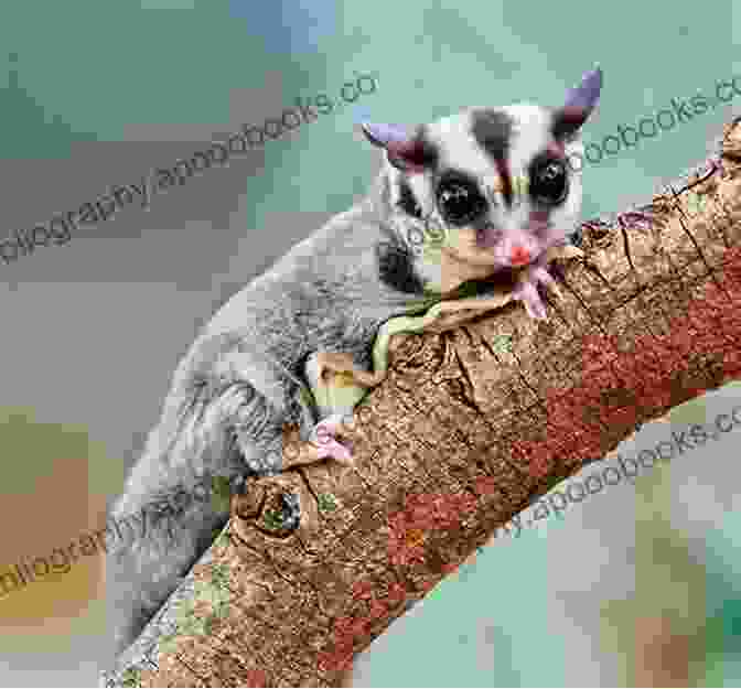 Sugar Glider Being Handled By Its Owner Everything About Sugar Gliders: How To Care For Sugar Gliders Where To Buy Or Adopt A Sugar Glider