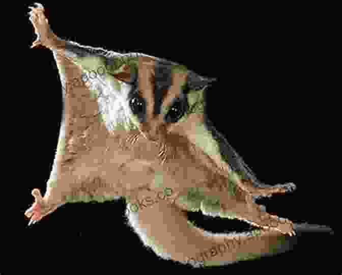 Sugar Glider Gliding Through The Air Everything About Sugar Gliders: How To Care For Sugar Gliders Where To Buy Or Adopt A Sugar Glider