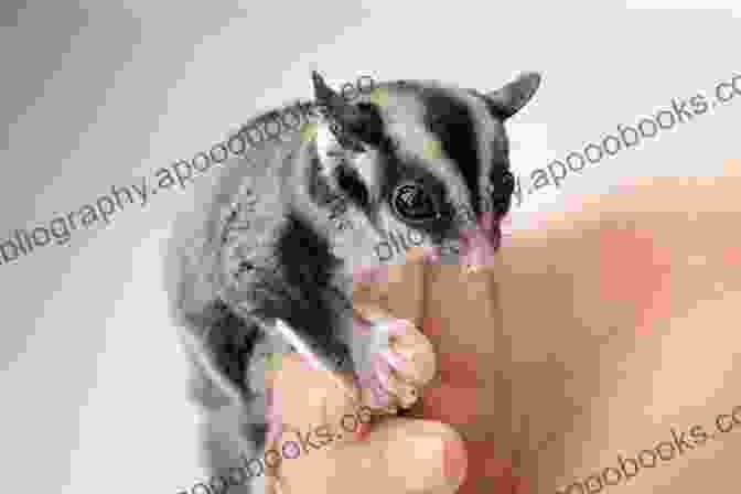 Sugar Glider Learning A Trick Everything About Sugar Gliders: How To Care For Sugar Gliders Where To Buy Or Adopt A Sugar Glider