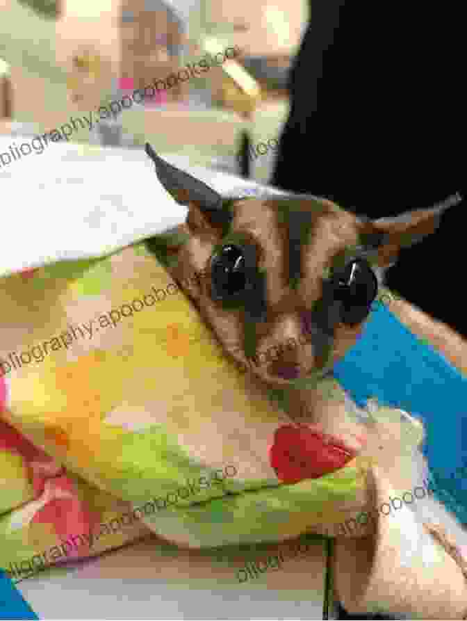 Sugar Gliders Grooming Each Other Everything About Sugar Gliders: How To Care For Sugar Gliders Where To Buy Or Adopt A Sugar Glider