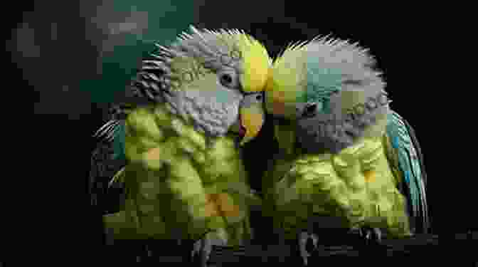 Two Parakeets Interacting And Communicating Quick Easy Parakeet Care Nikki Moustaki