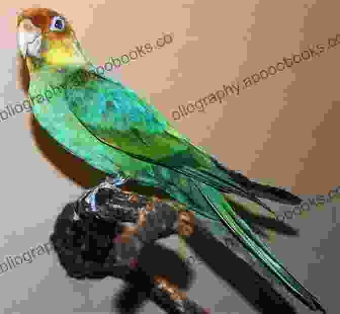 Vibrant Plumage Of Carolina Parakeet CAROLINA PARAKEET CARE: Carolina Parakeet An Affectionate Happy And Low Maintenance Pet And How To Care For Them